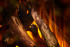 New Forest 1600 with Deluxe Real logs в Омске