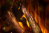 New Forest 870 with Deluxe Real logs в Омске