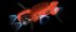 Квадрокоптер Autel Evo II Pro 6K RTK в Омске
